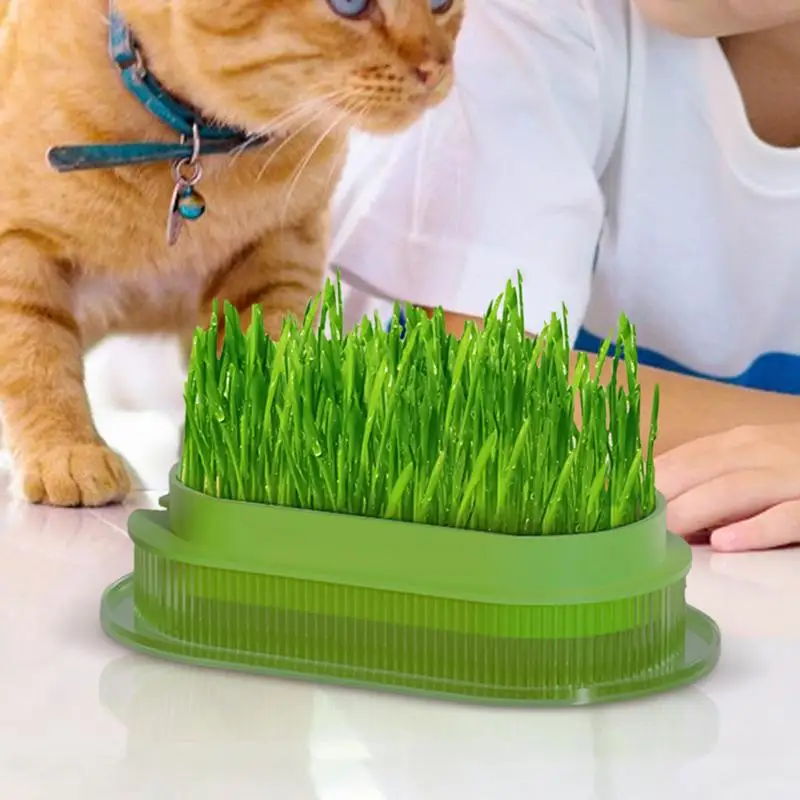 Cat Grass Plant Container Cat Grass Growing Planter Safe Hydroponic Cat Grass Planter Transparent Cat Grass Basin For Indoor