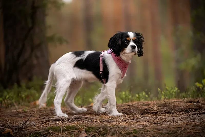 

Flywoo GOKU F405 HD 1S 5A AIO FC — 2,6 г, идеально подходит для дронов Micro HD FPV