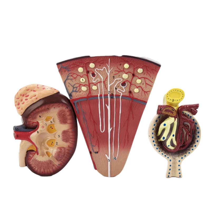 

Renal unit glomerular model anatomical of the urinary system human kidney composition structure and function