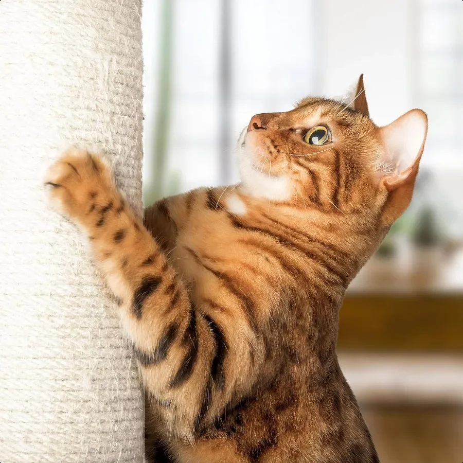 عمود خدش للقطط مقاس 19 بوصة مع أرجوحة؟ لعبة كرة معلقة على شكل شجرة قطط صغيرة من نسيج السيزال للقطط والقطط البالغة