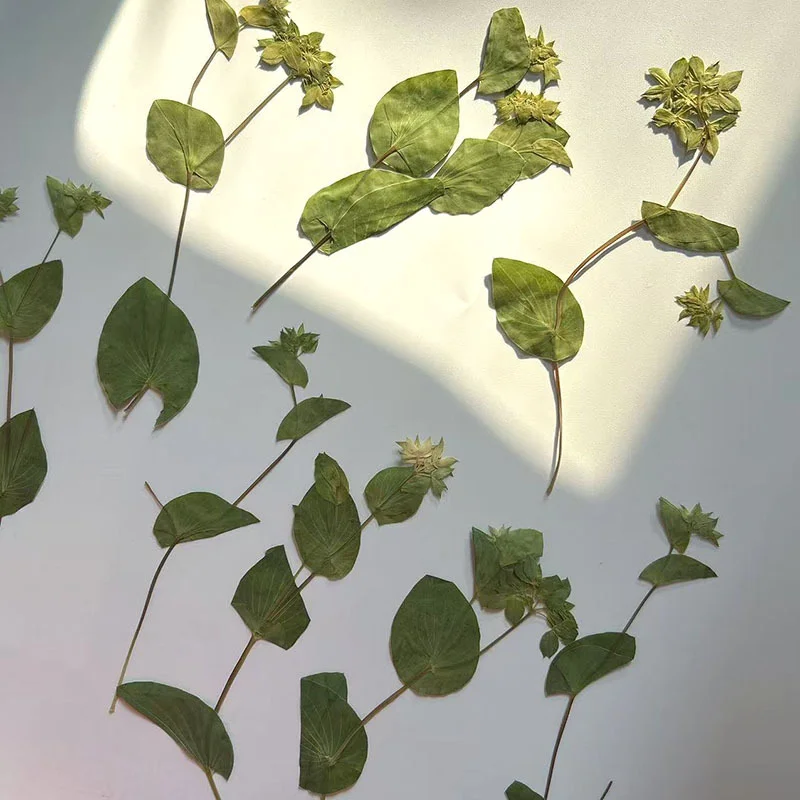 60 Stück Hasenohrgras mit Zwei – Plant Parent Sticker Bewertung und Preis