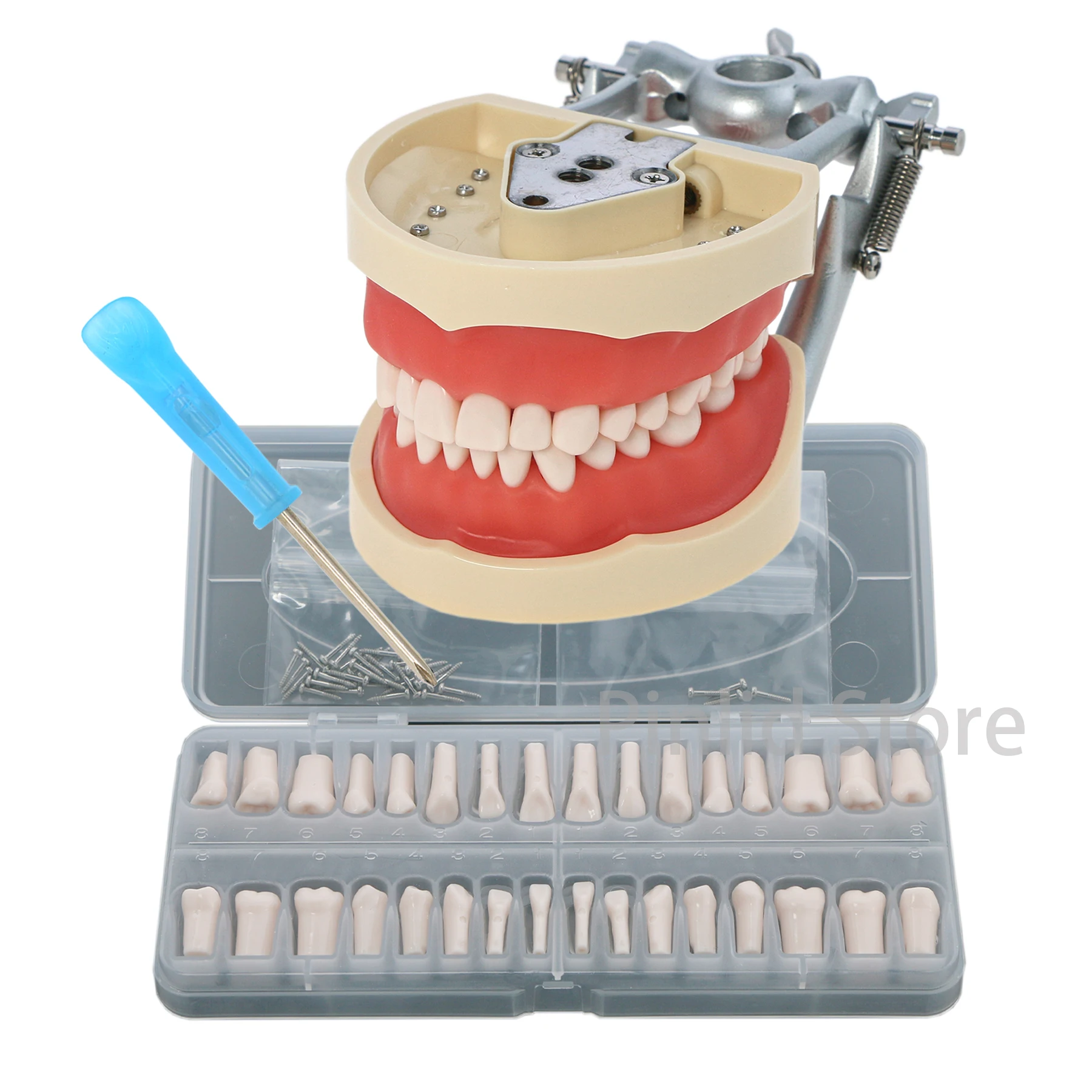 Dental Typodont Model With Removable Screw-in Teeth Kilgore NISSIN 200 Type 8012 32 Teeth