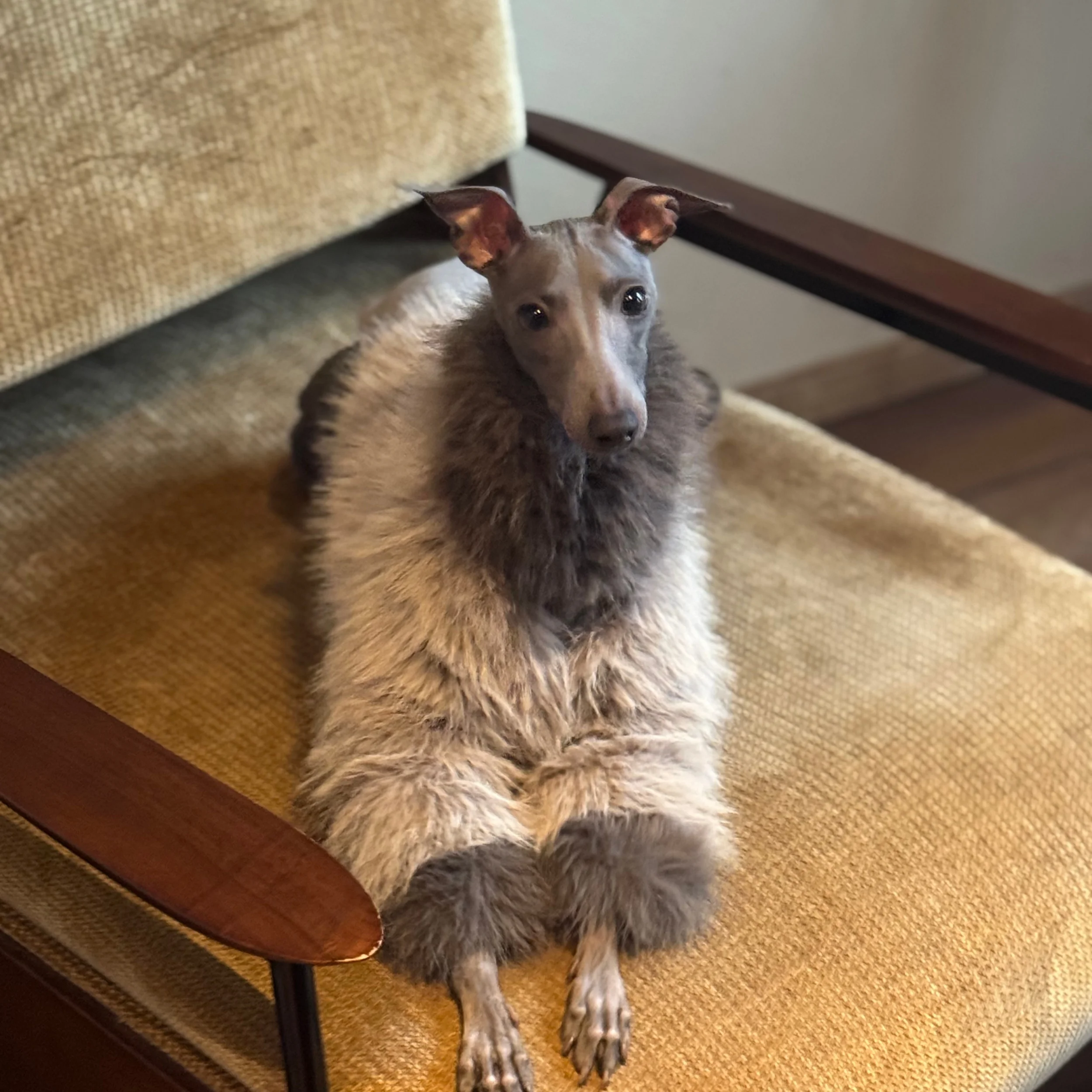 

Eco-friendly Fur Long-sleeve Shawl For Italian Greyhound in Winter Light Grey Warm Collar Street Style Coat Decoration for Dogs