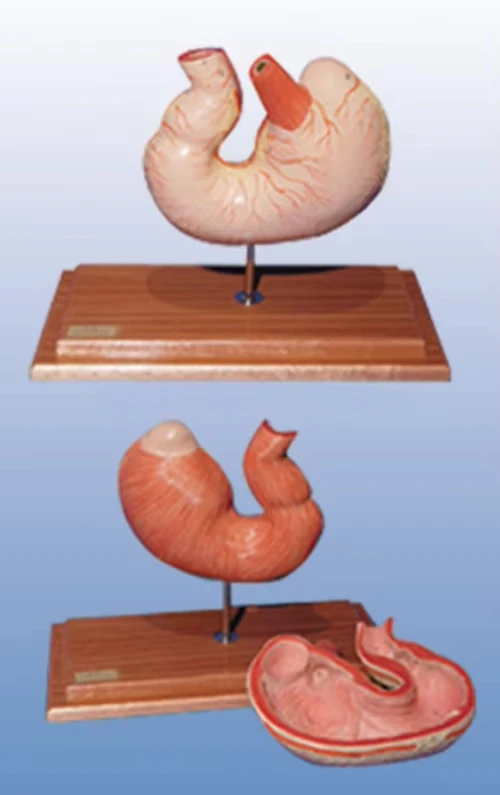 Medical Science Pig Stomach Anatomical Model for Veterinary Research