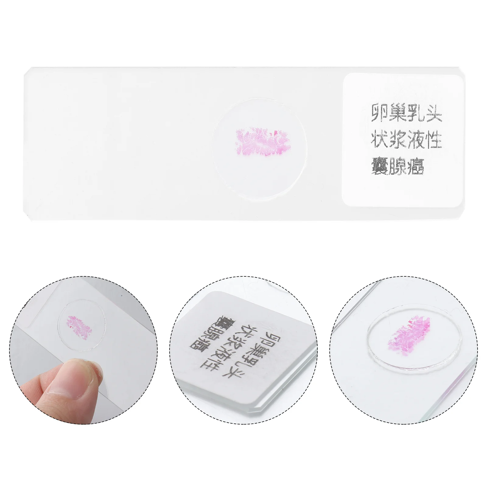 

1Pcs Prepared Microscope Slide Glass Durable Transparent Specimen Glass Slide for Biology Early Education Pathology Study