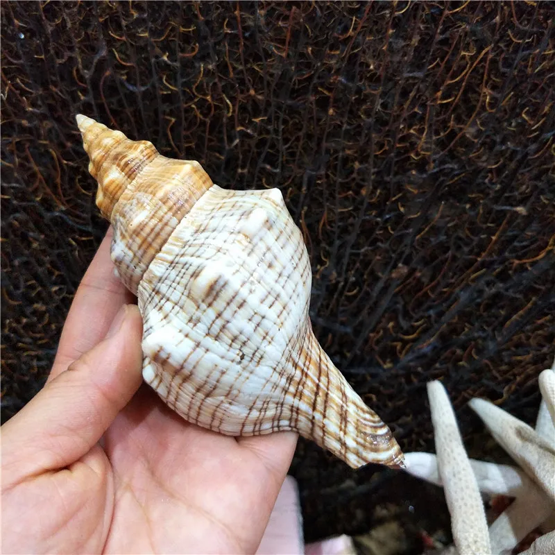 Natural Horn Shaped Conch Shell, Red Snail, Photography Props, Home Office, Aquarium, 6 cm, 17cm, 10Pcs