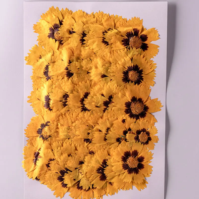 

Dried Coreopsis for Cell Phone Case Decoration, Pressed Flower, Original, Free Shipping, 1000Pcs