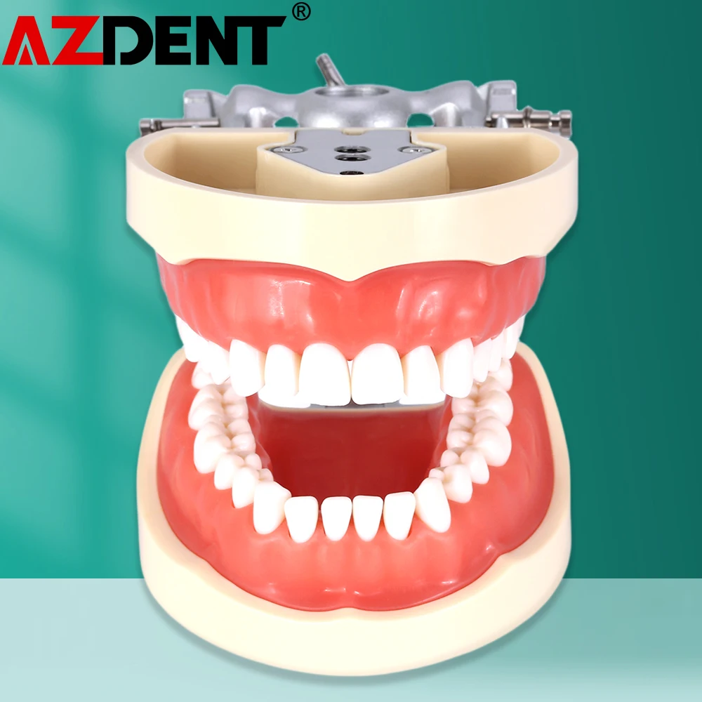 Azdent Dental Typodont Teaching Teeth Model With Removable Standard 32 Pcs Screw-in Teeths Demonstration