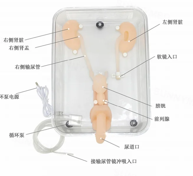 SY-NS12 High Simulation Simulation Stomach Adult 1 To 1 Ratio For Teaching Ureteroscopy Training Model