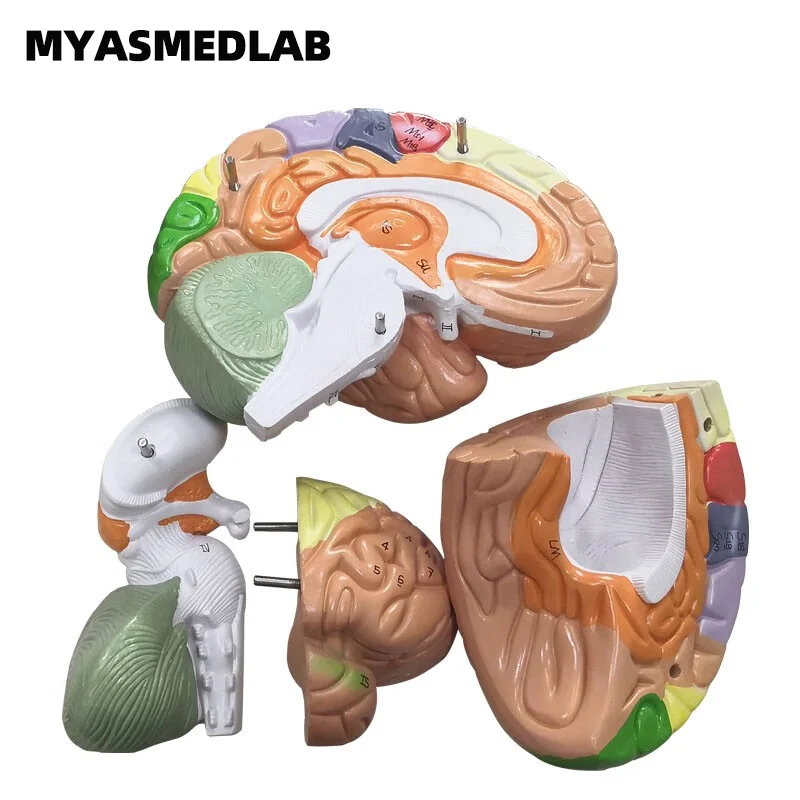 2X Brain Anatomy Model, Psychological Teaching Trunk and Limb Cortical Layer Partition Model，Brain Anatomy Model Specimen