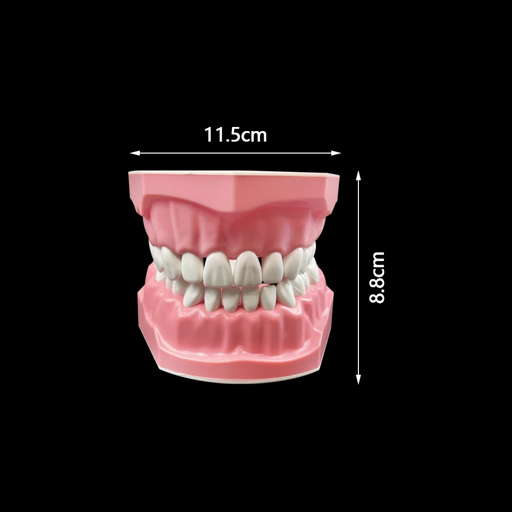 Dental Teeth Models Teaching Study Demonstration Typodont Tool Standard Model Students Training Dentist Teaching Aids Model