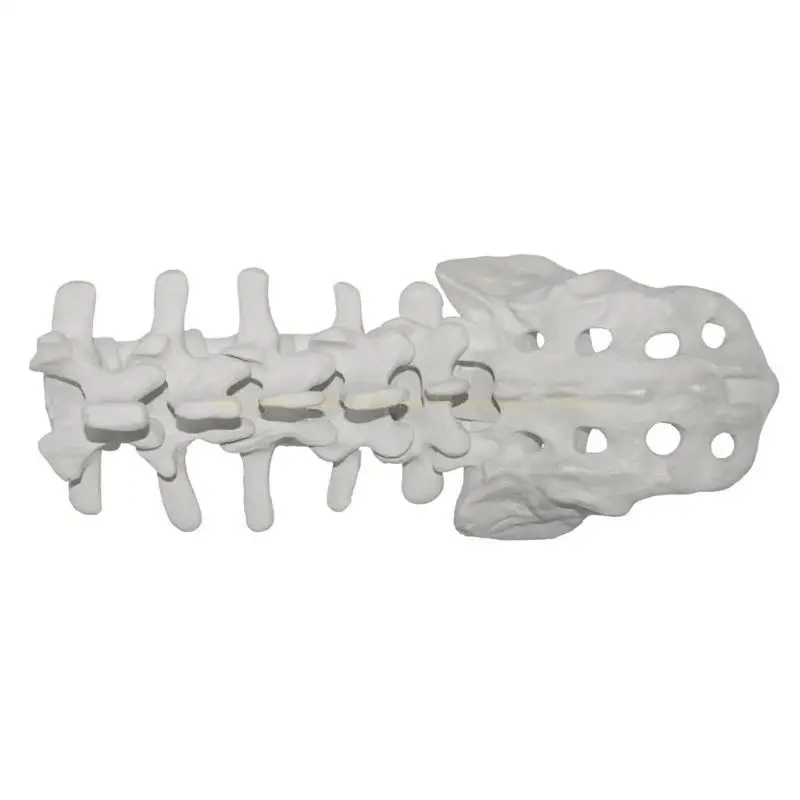 

Человеческие поясничные позвонки Анатомическая модель с крестцом для преподавания демонстрации