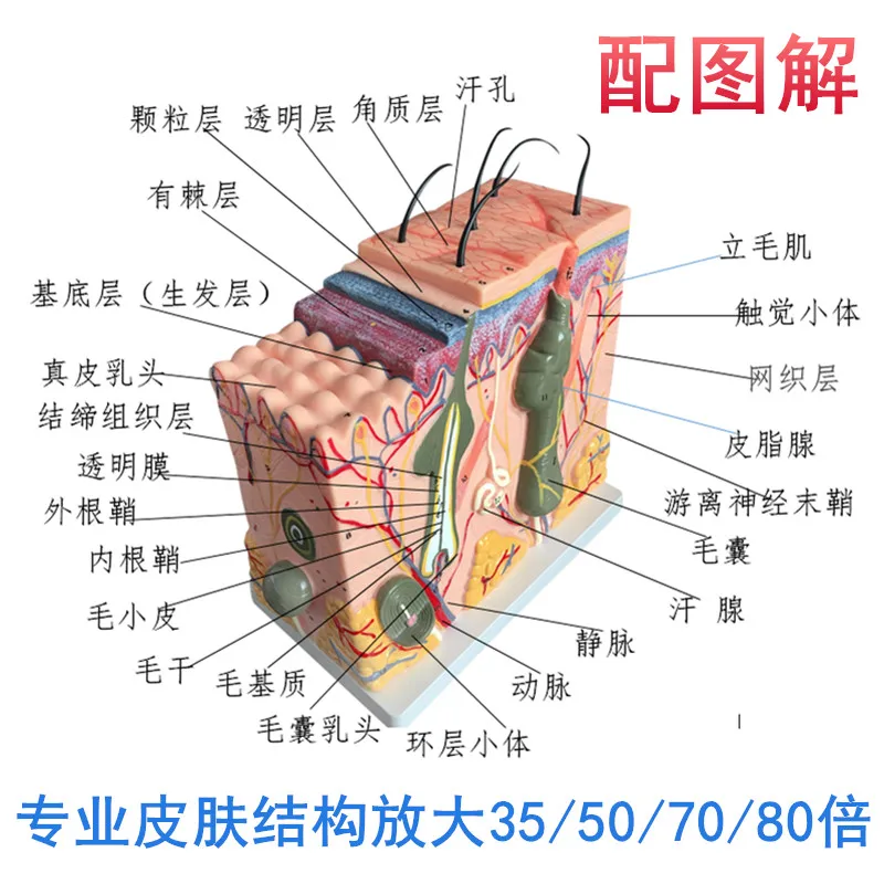 

50 times human skin tissue structure enlarged anatomical model medical aesthetic plastic surgery three-dimensional skin enlarged