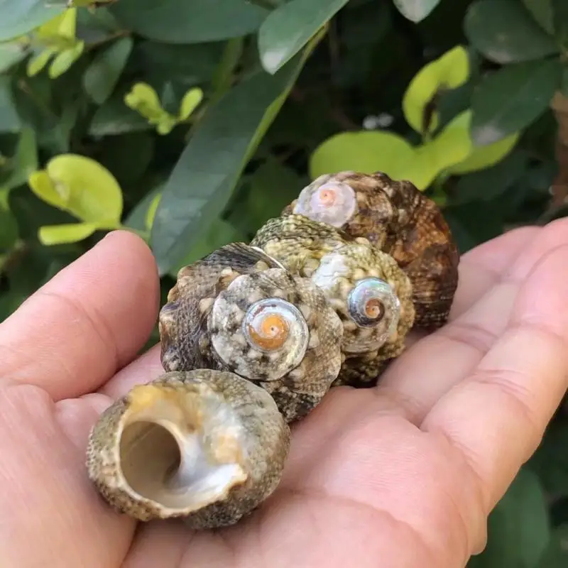 LEN الحلزون ell سبعة نجوم الحلزون حوض السمك الديكور كراب الموئل قطع غيار ell استبدال ell لخزان Fi #4