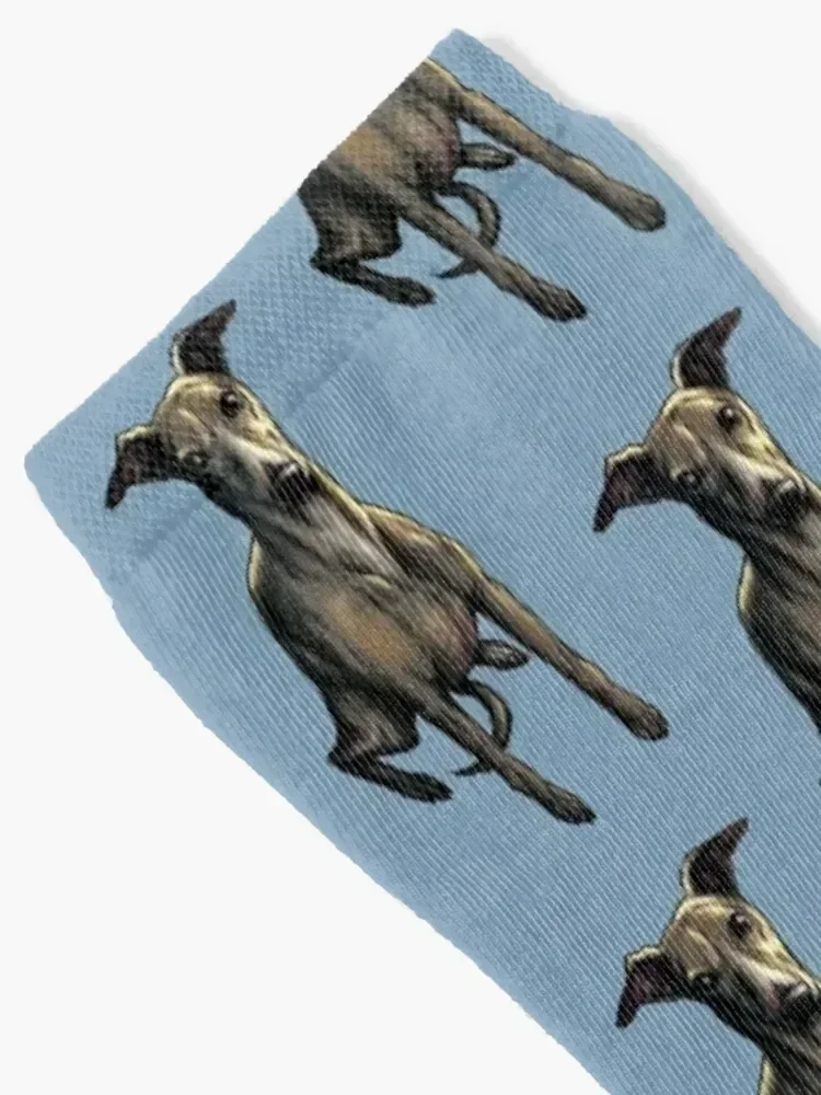 Whippet Dog Portrait Socks man crazy new in's new year Boy Socks Women's