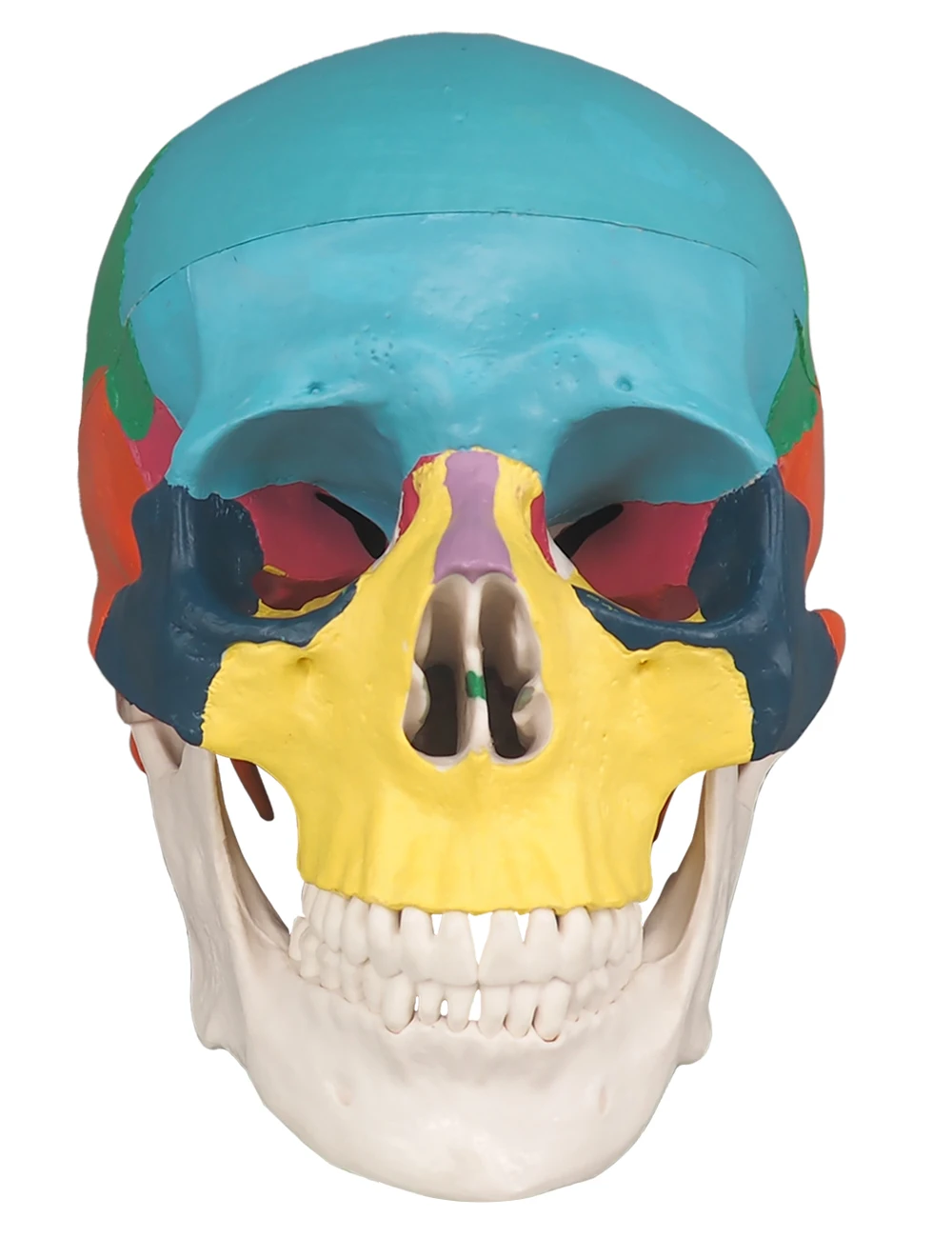 

Ultrassist Dental Skull Model Anatomy Real Size Dentistry Medicine Detachable 3D Human Adults Anatomical Skeleton Head Model