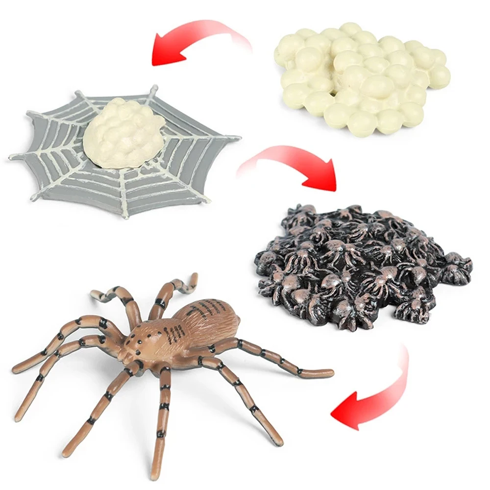 Butterfly Growth Cycle Spider Plastic Models Chicken Simulation Animals Action Figures Life Cycle Figurine Growth Cycle Model