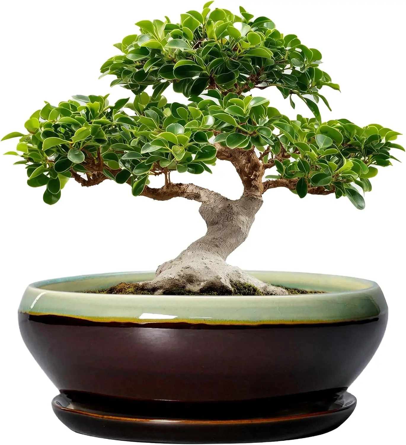 

Large Ceramic Succulent Planter with Drainage Hole and Saucer, Shallow Round Bowl for Indoor Outdoor Plants, Office Decor Gift