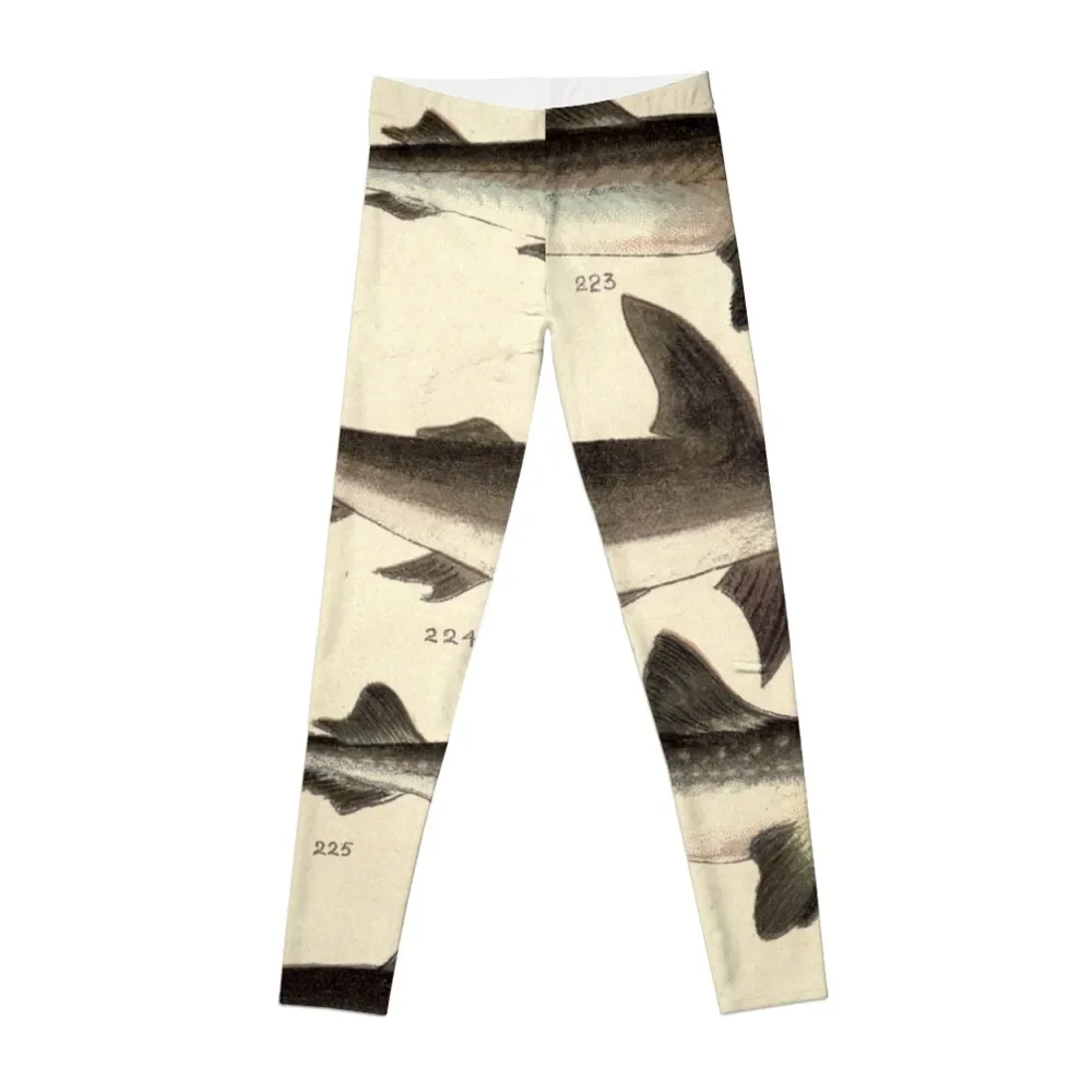 

Vintage Illustration of Various Sharks Leggings Women's pants push up fitness Womens Leggings