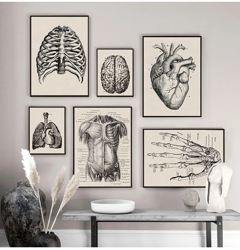 Nordic Canvas Print Education Painting Modern Decor Human Anatomy Artwork Medical Wall Picture Muscle Skeleton Vintage Poster