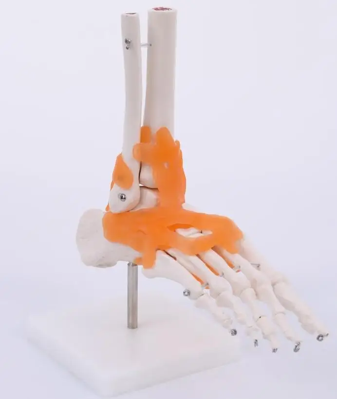 

Medical Science Human Foot Skeleton Models Human Foot Joint Bone Model