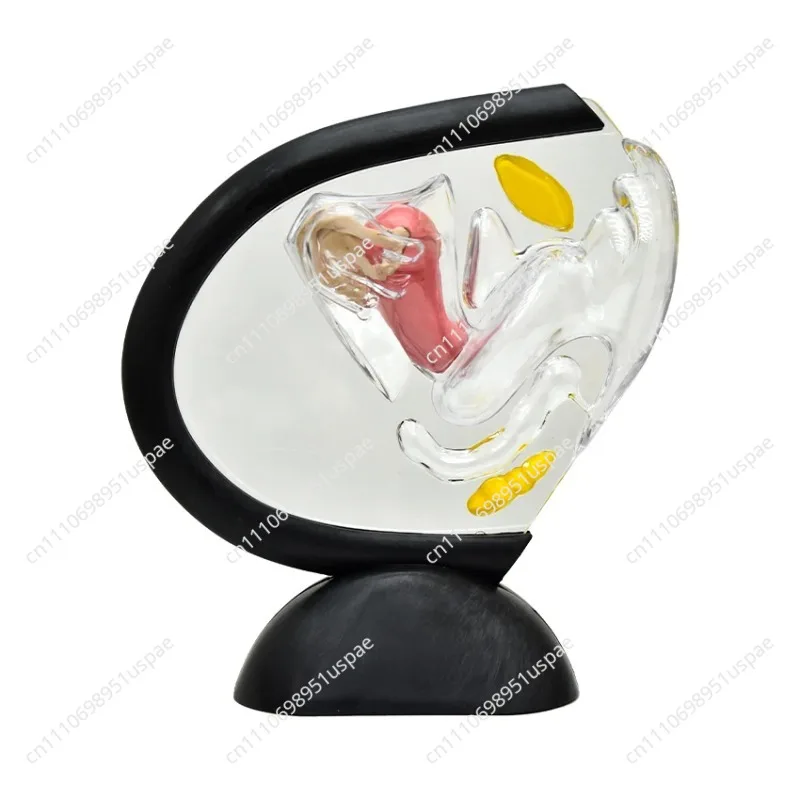 Female Reproductive System Model Transparent Uterus Model Female Anatomical Model For Teaching Or Medical Presentations