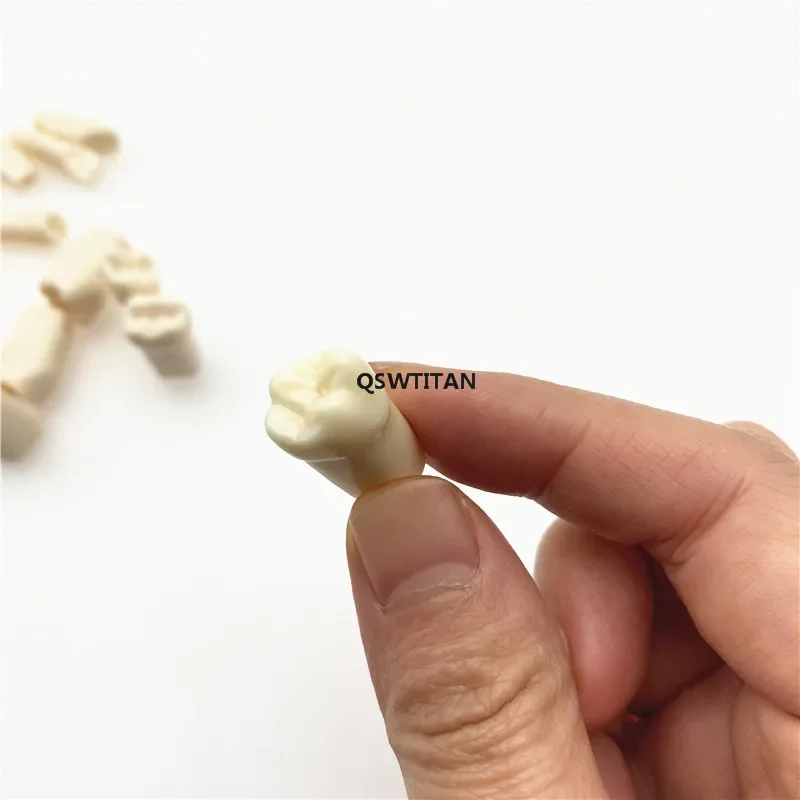 Removable Tooth for Practice Model Dental Granule and Screw Teaching Simulation Model Teeth Model