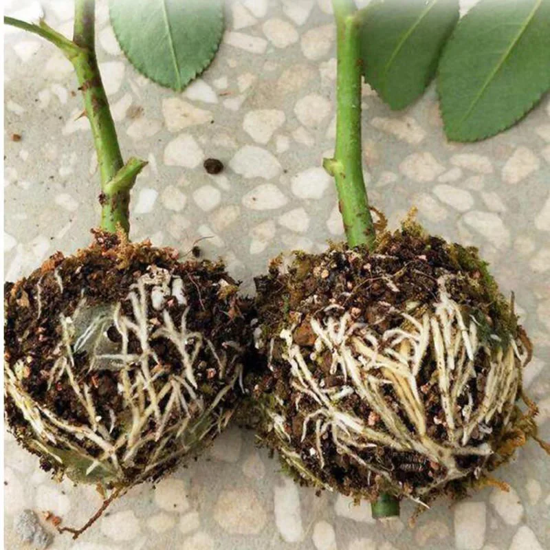 5cm 8cm Plant Rooting Ball Case fruit tree Root box planter cases Grafting Rooting Growing Breeding For Garden tools supplies F1