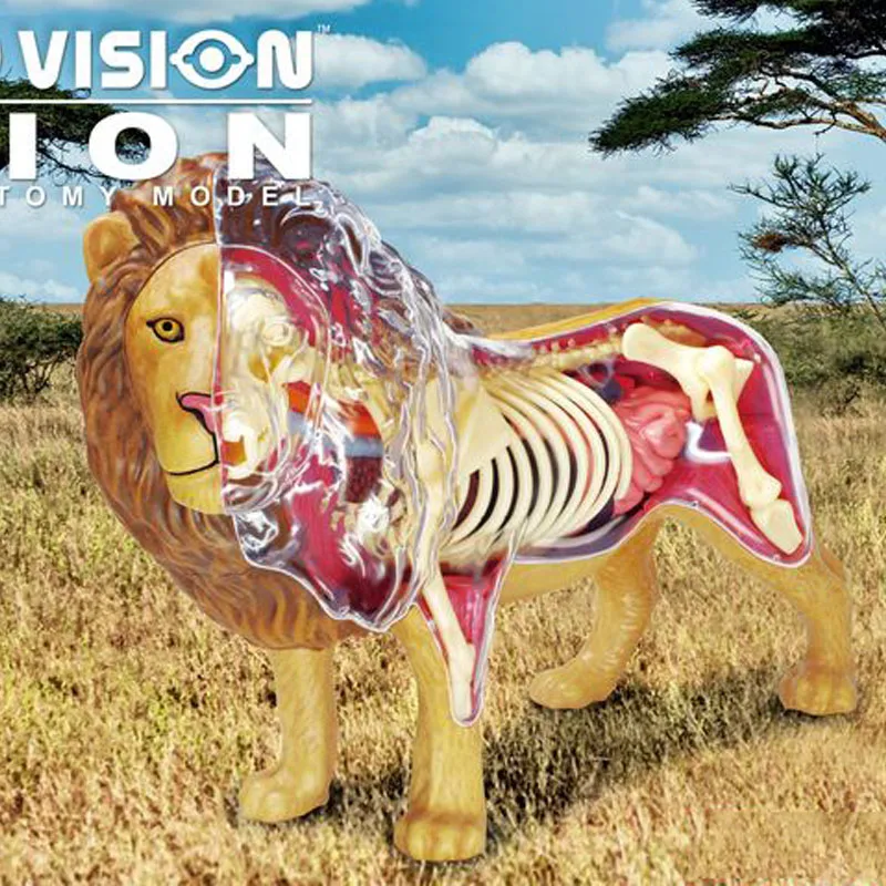 

Animal Organ Anatomy Model 4D Lion Intelligence Assembling Toy Teaching Anatomy Model DIY Popular Science Appliances