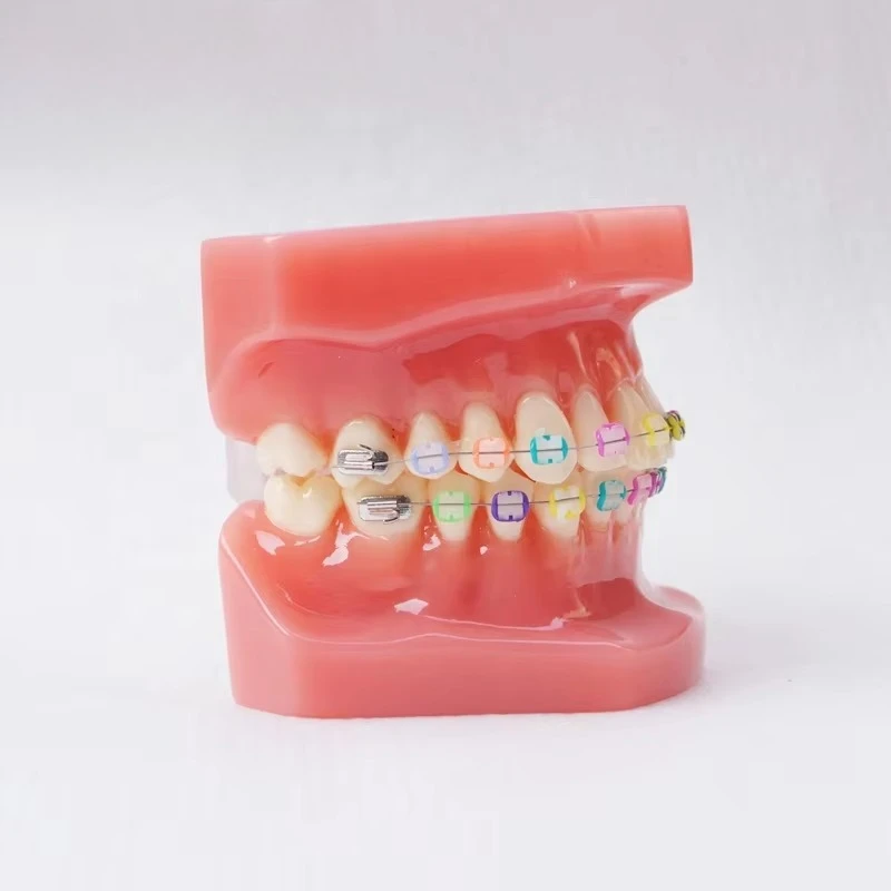 

Orthodontic with Red Base Model Human Teeth Model Medical Science Education Model