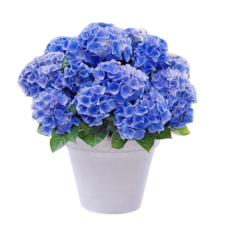 

Hydrangea seedlings potted saplings old piles gift landscaping