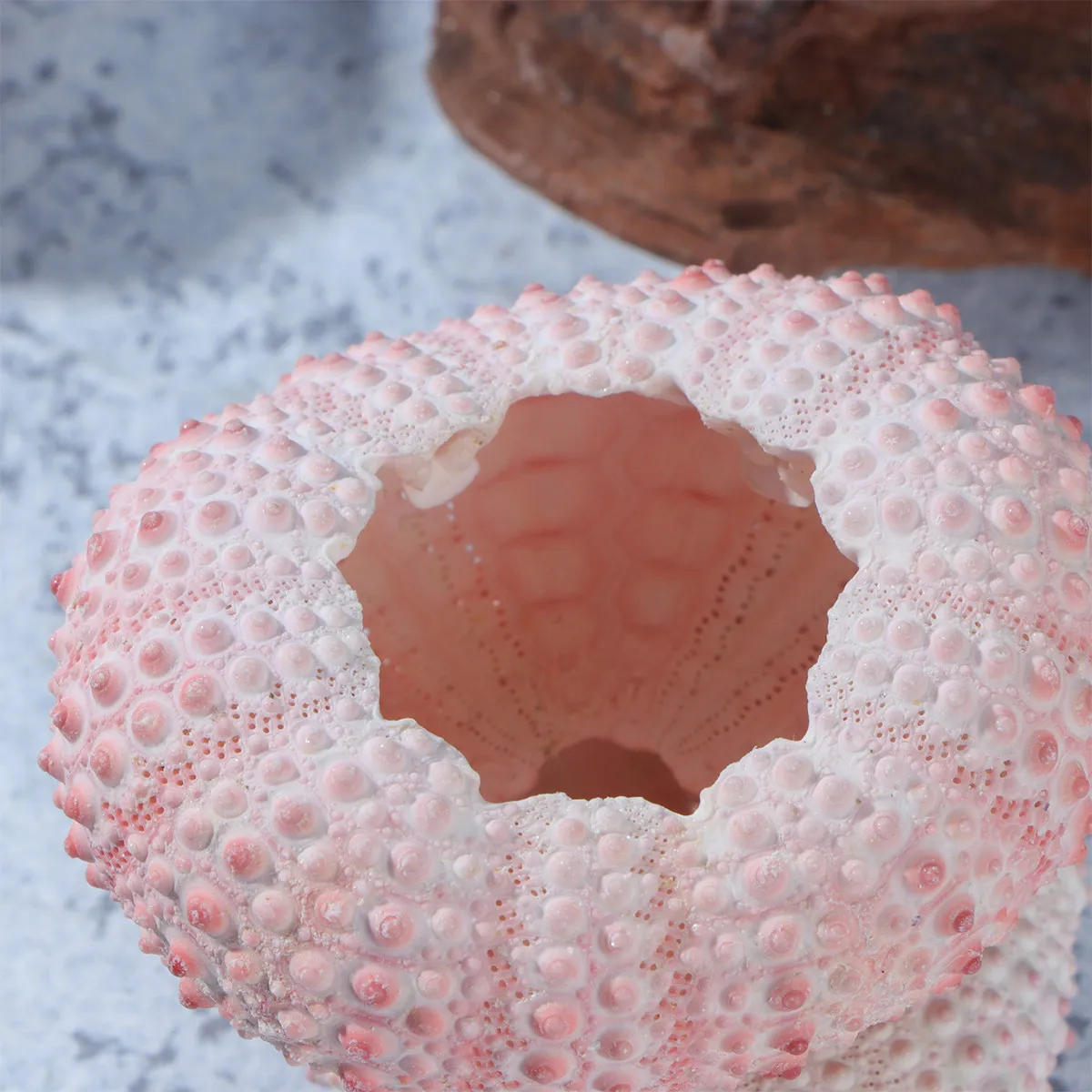 

5 шт. натуральных раковин морских ежей (более 4 см) для растений, как тилландсия, для рукоделия, проектов DIY, для балкона, стола, рабочего стола