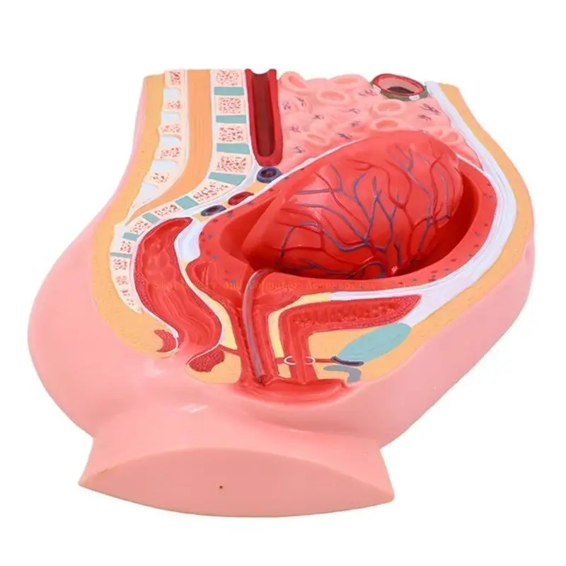 Female Reproductive System Anatomy Model for Educational Use