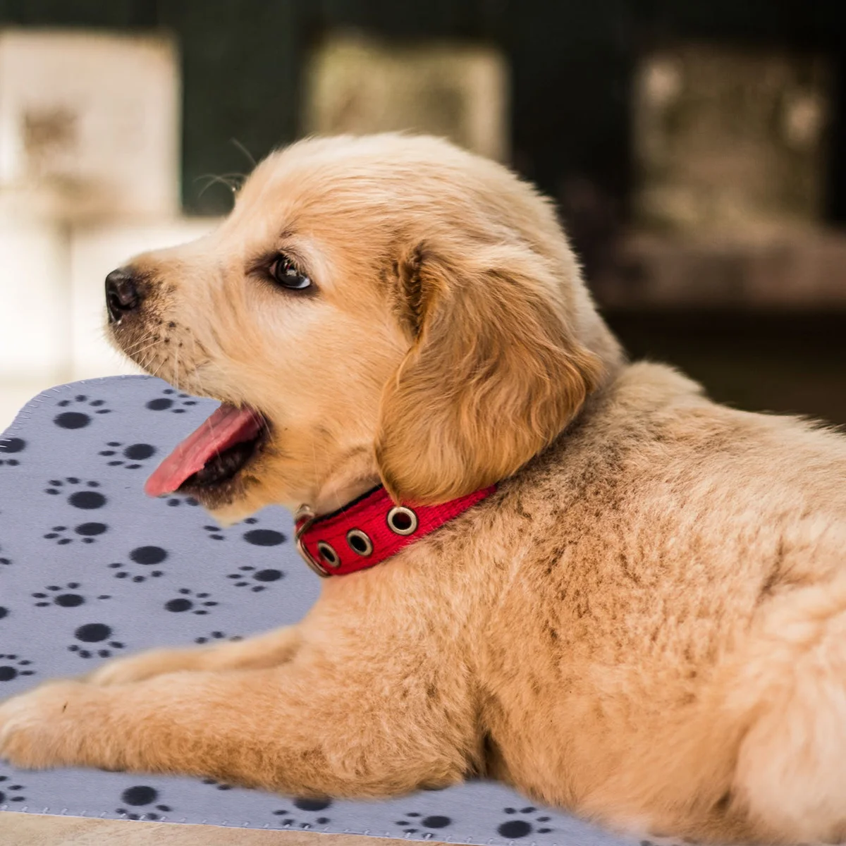 

Pets Blanket Dog Claw Pattern Ultra Soft Comfortable Warm Winter Autumn Blanket Pet Sleep Mat for Dogs Cats Grey Black 70x60cm