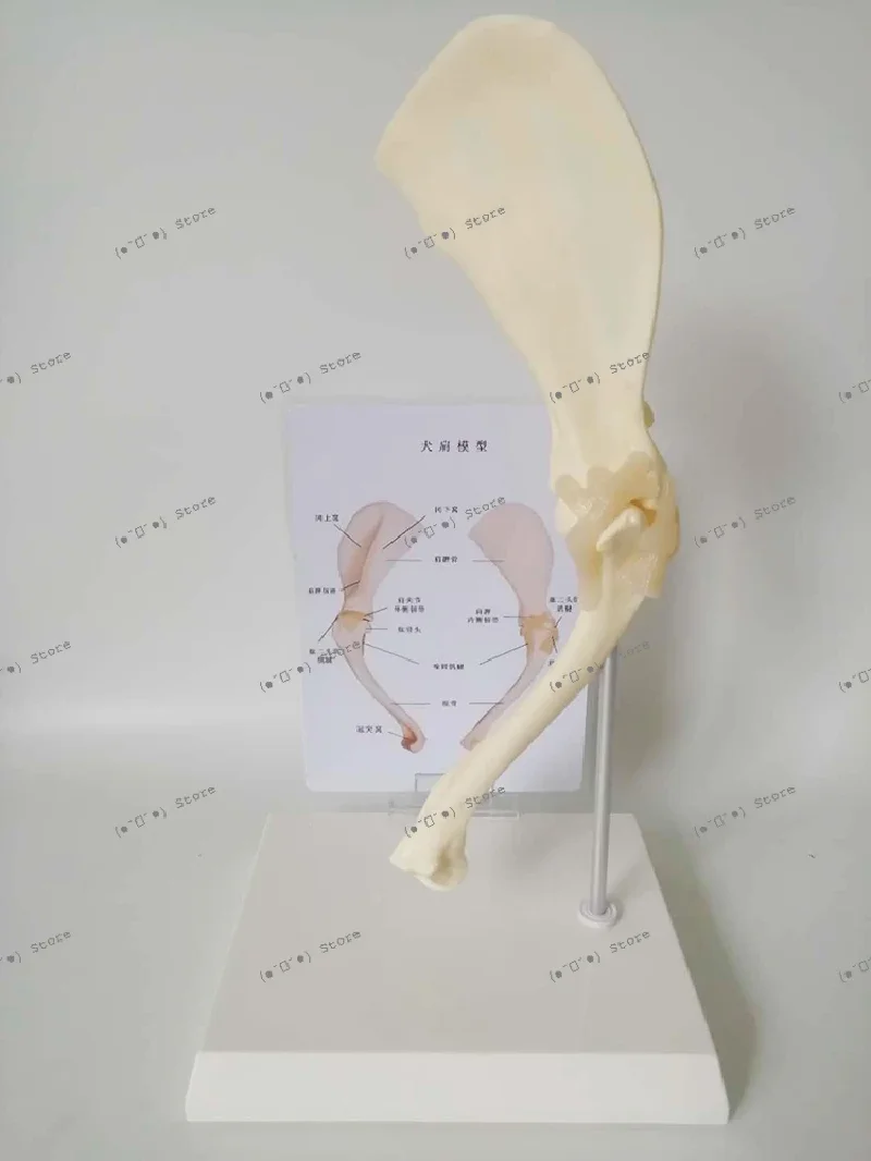 

Модель суставов плечевых костей собаки, скелет собаки, учебный материал по ветеринарии и зоотехнии, учебное пособие для ветеринарных студентов