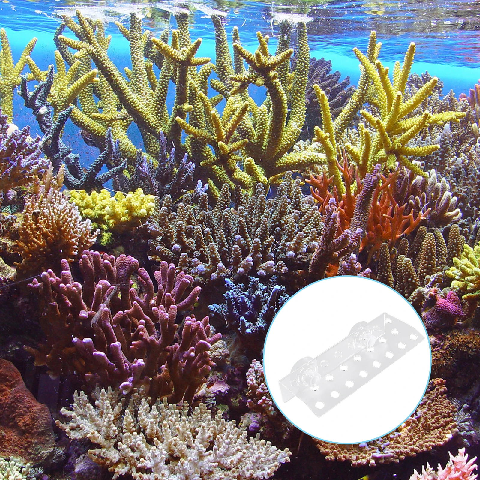 

23 Plug Coral Broken Limb Support Acrylic Holder for Tank Frag Racks Reef Aquarium SPS Branches Hierarchy Promoter