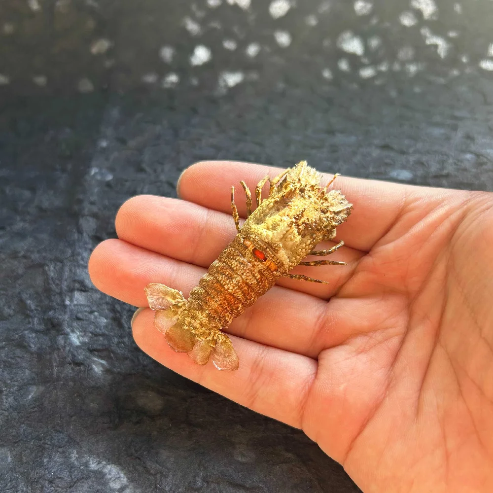 The scalyptus shrimp specimen is purely handmade with real shrimp. rare gift