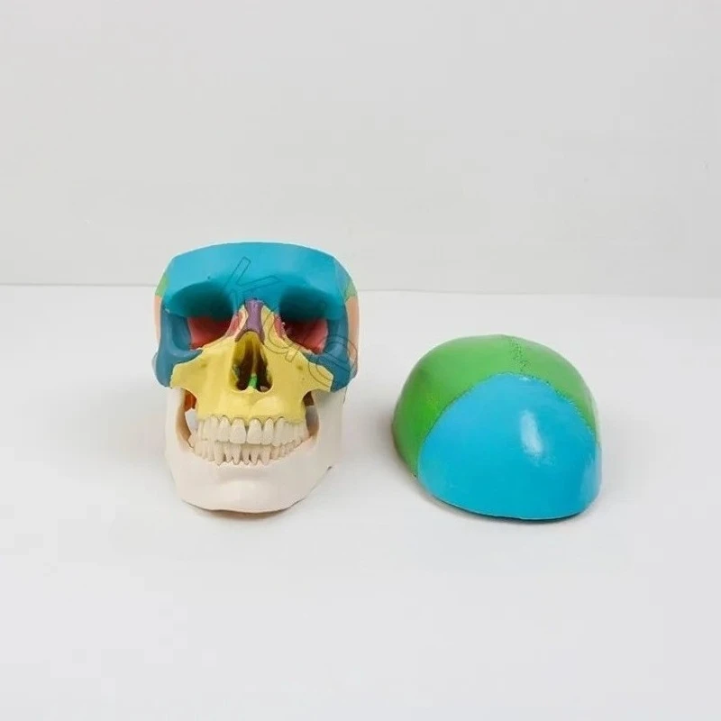 1pcs Colorful Human Skull Model Anatomical Anatomy Medical Teaching Skeleton Head Studying Teaching Tool s