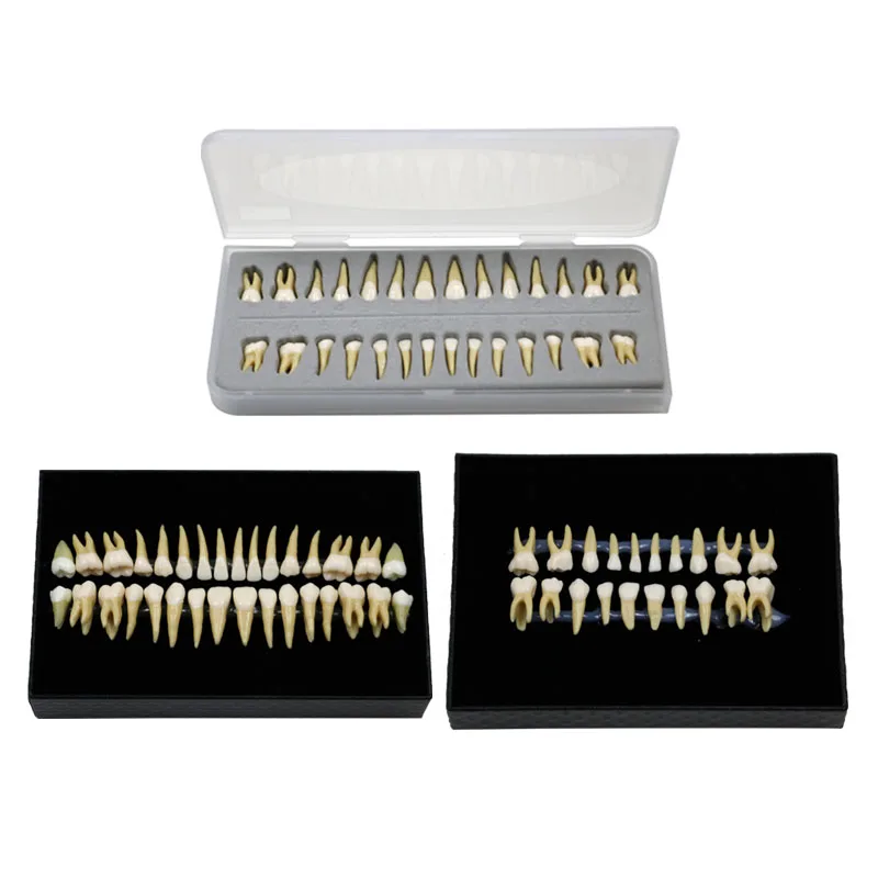 GREATLH Pediatric Teeth Adult Teeth Full Mouth Model Simulated Teeth Model Dental Oral Material Dental Tools