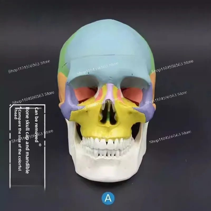 

Модель черепа человека в натуральную величину, реалистичный анатомический скелет головы, профессиональное учебное пособие для анатомии