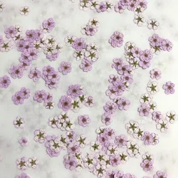 Pressed mini Narcissus Dried Flower Small Plum Blossom Nail DIY Drip Glue Phone Case Photo Facial Decal Material,0.7-1cm/20pcs