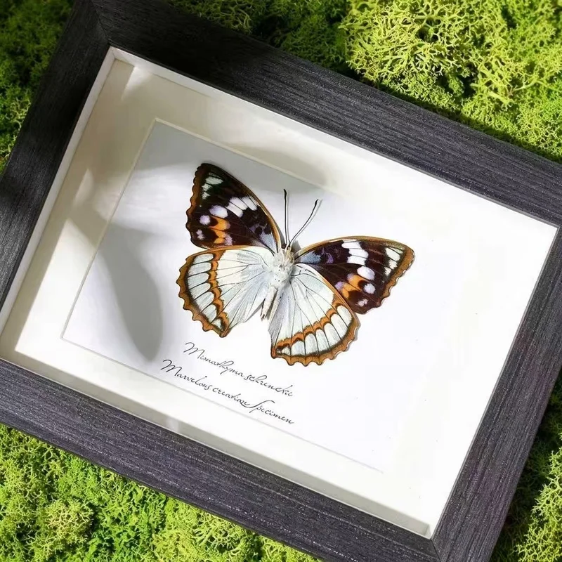 7‑Inch Framed Mimathyma Schrenckii Butterfly Reverse Side,Handmade Artwork,Wall Hanging&Tabletop Ornament,Birthday Holiday Gift