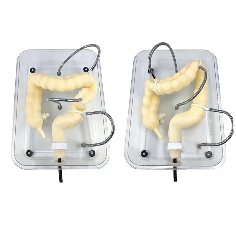 

Surgery/Medical Colon Model Colonoscopy Training Model Soft Virtual Colonoscopy Training Model