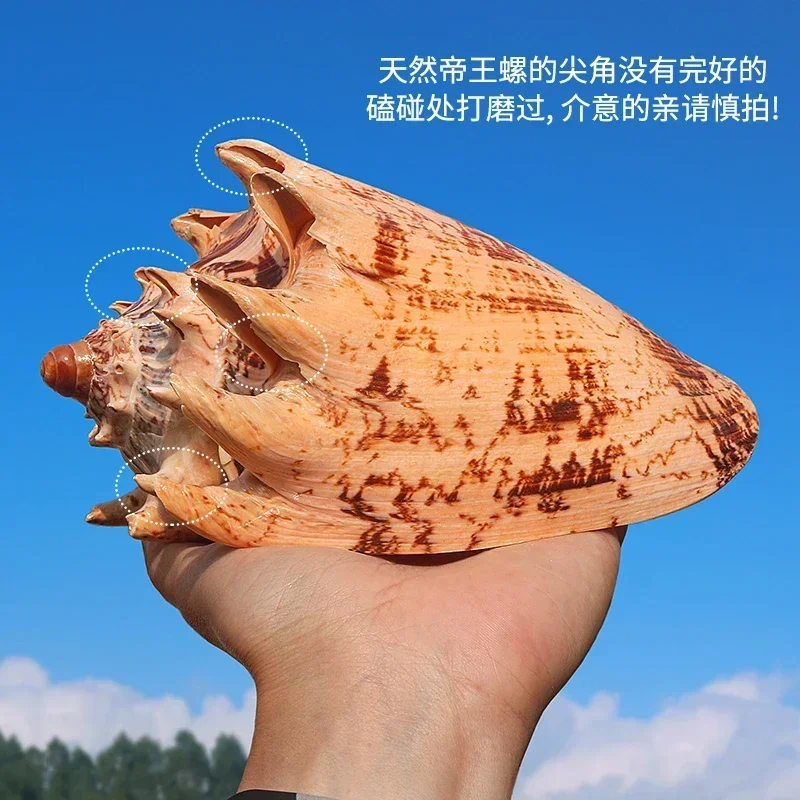 Conch Art Natural Conch Shell Emperor Snail Fish Tank Aquascape Shooting Props Platform Decoration Collection Ornaments