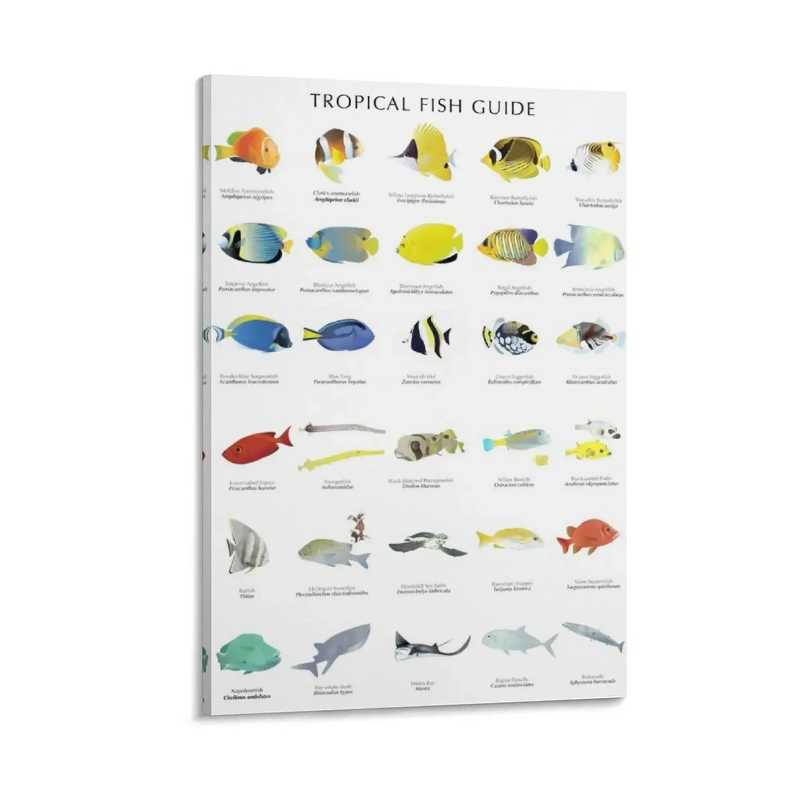 

Tropical fish Guide Canvas Painting anime posters Paintings for bedroom