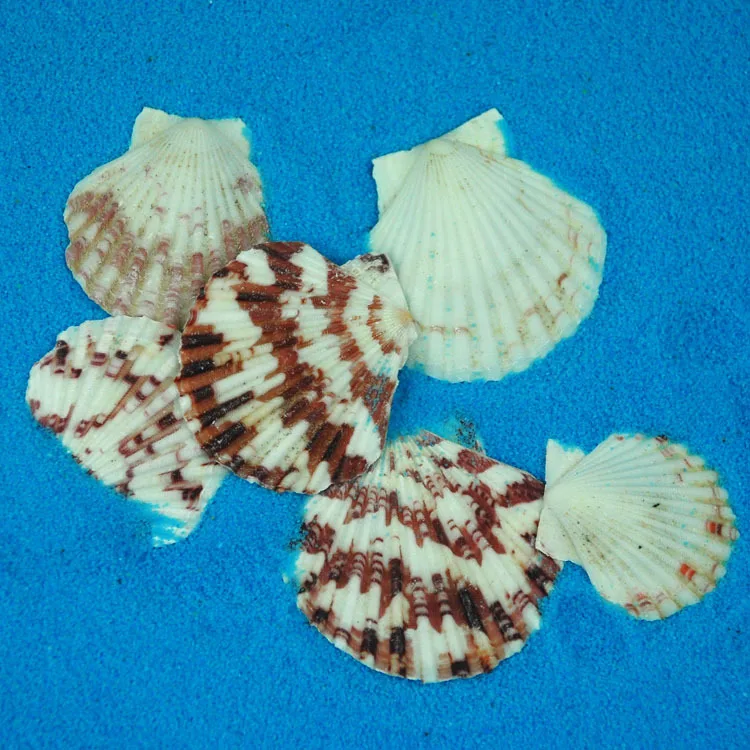 Natural Pecten Shells & Conch for Aquarium Scaping, Decorative Platform, Mediterranean Style Home Decor