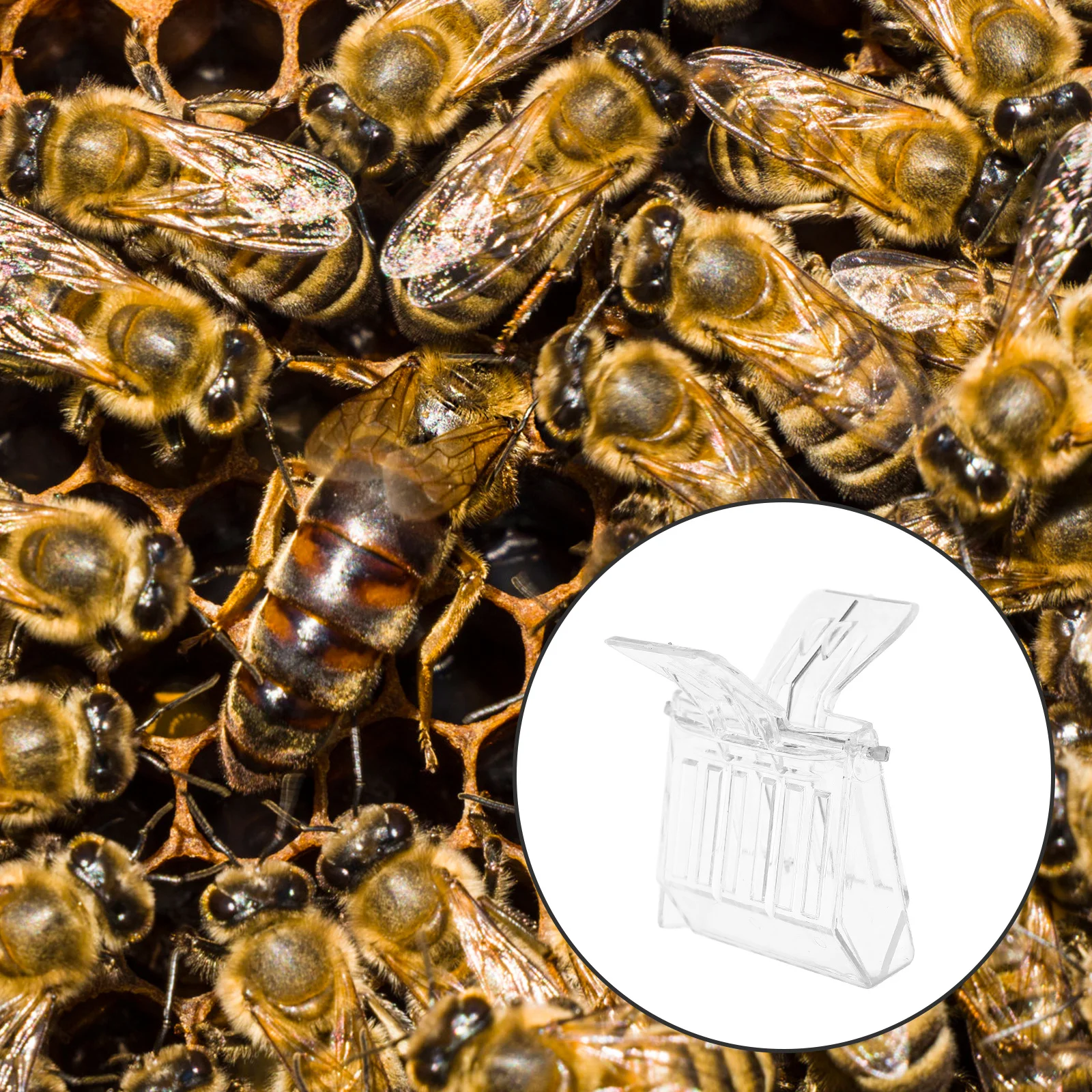 

5Pcs Plastic Bee Queen Catcher Transparent Clip Beekeeping Equipment Easy Cage Frame Tool Size 66x51x48cm