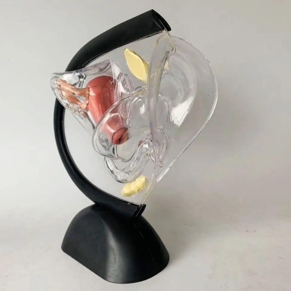 Human Uterine Anatomy Model Transparent Uterus Female Urology Teaching Medical System Teaching Tool