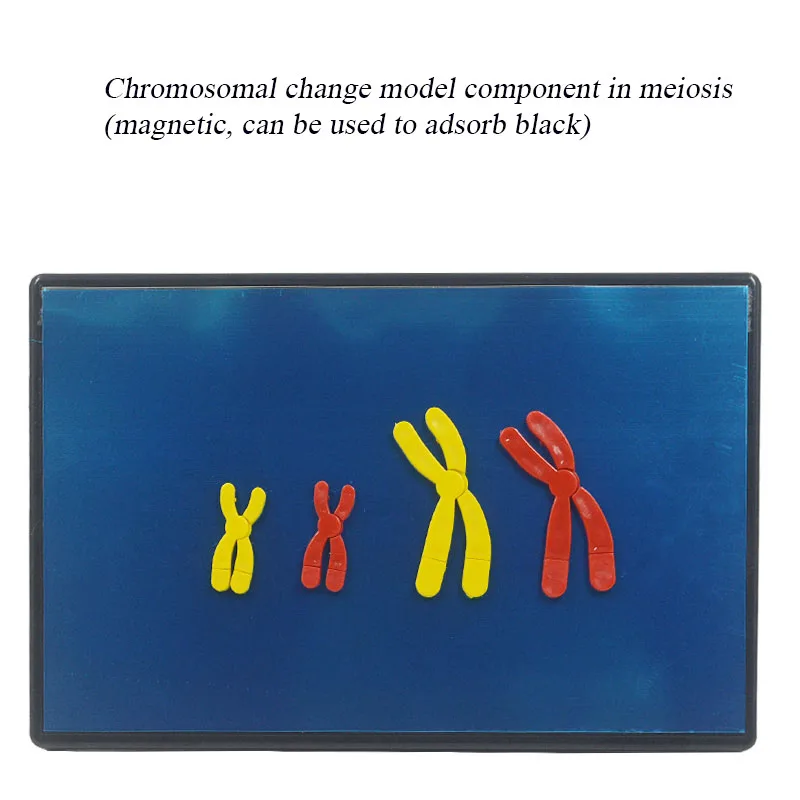 Model Components of Chromosome Change in Meiosis with Magnetic Biology Group Experiment Teaching Instrument