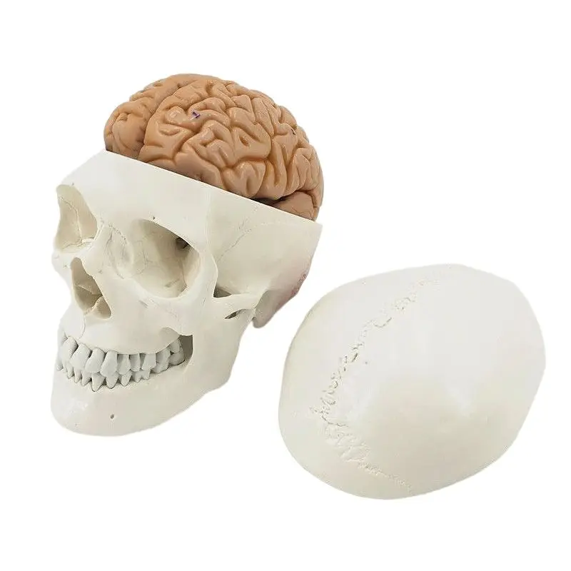 Adult 1:1 Medical Simulation Human Skull Model Skull Anatomy Digital Coding Identification Skull Specimen